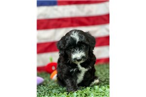Ruffin - Aussiedoodle for sale
