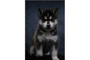 Anthony - Pomsky for sale