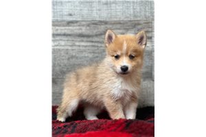 Yixin - Pomsky for sale