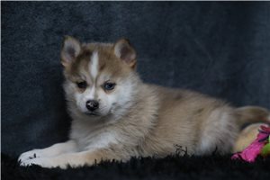 Daniel - Pomsky for sale