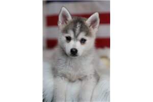 Argentina - Pomsky for sale