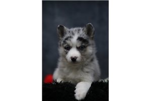Graham - Pomsky for sale