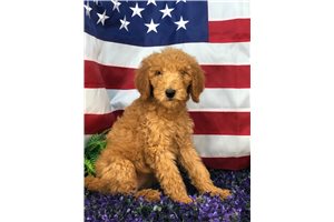 Ada - Poodle, Standard for sale