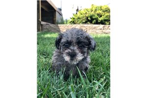 Gina - Poodle, Miniature for sale