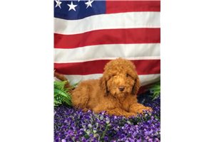 Avery - Poodle, Standard for sale