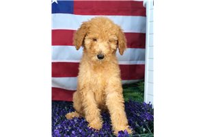 Adele - Poodle, Standard for sale