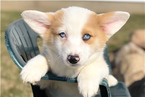 Galen - Corgi, Pembroke Welsh for sale