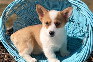 Grace - Corgi, Pembroke Welsh for sale