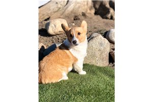 Axel - Corgi, Pembroke Welsh for sale