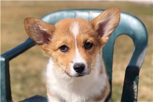Diane - Corgi, Pembroke Welsh for sale