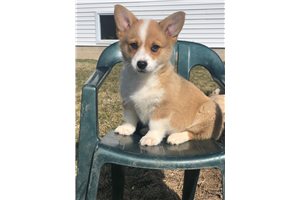 Glenda - Corgi, Pembroke Welsh for sale