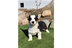 Marcus - Corgi, Pembroke Welsh for sale