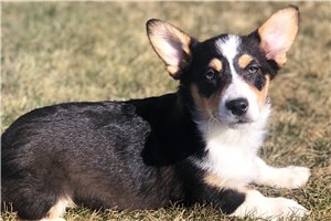 Melody - Corgi, Pembroke Welsh for sale