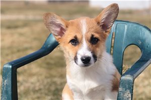 Danika - Corgi, Pembroke Welsh for sale