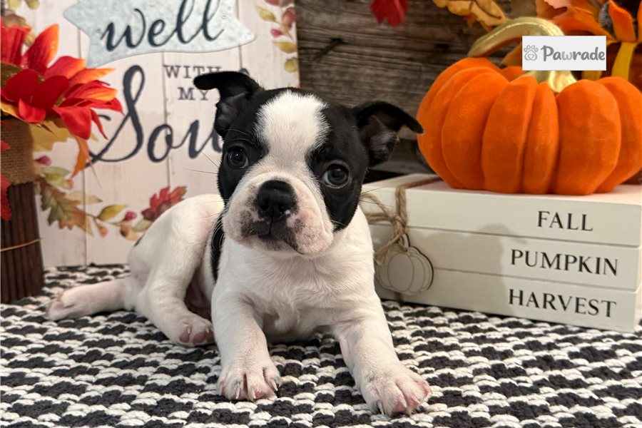 Heath - Boston Terrier for sale