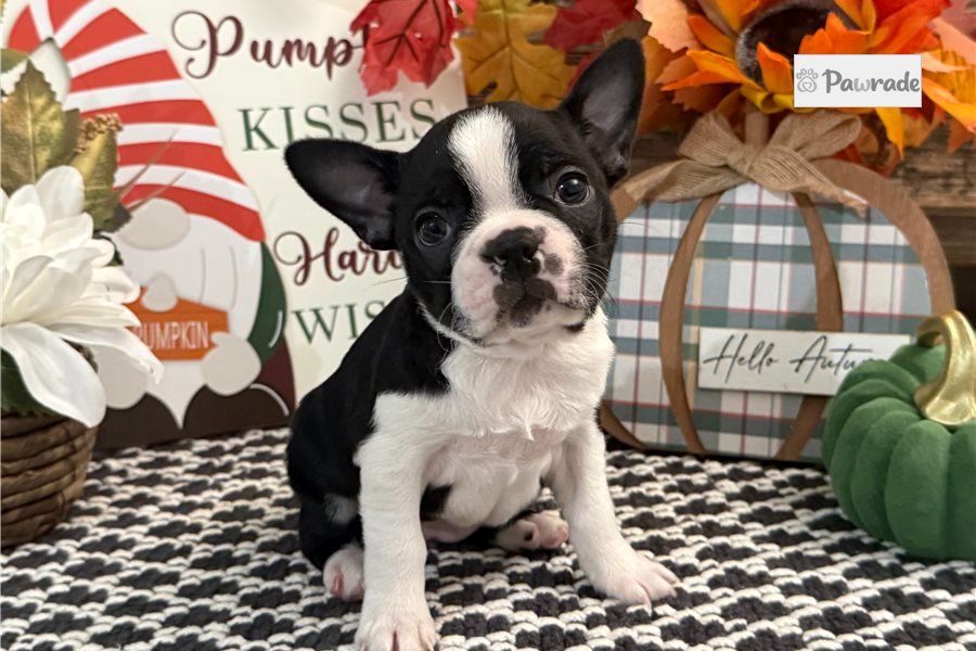 Hilda - Boston Terrier for sale