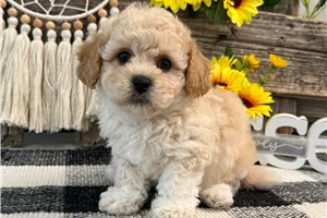 Draco - Bich-Poo - Bichpoo for sale