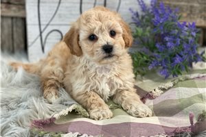 Giovanni - Bich-Poo - Bichpoo for sale