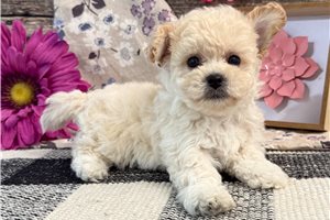Dawn - Bich-Poo - Bichpoo for sale