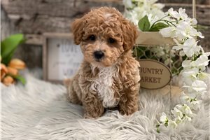 Zane - puppy for sale