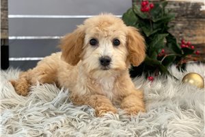 Paisley - Bich-Poo - Bichpoo for sale