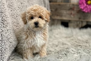 Valentino - puppy for sale