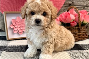 Darcy - Bich-Poo - Bichpoo for sale