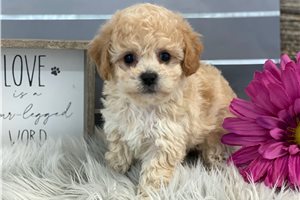 Grayson - Bich-Poo - Bichpoo for sale