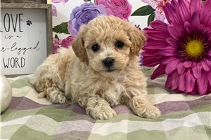 Piper - puppy for sale