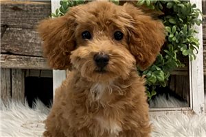 Trenton - puppy for sale