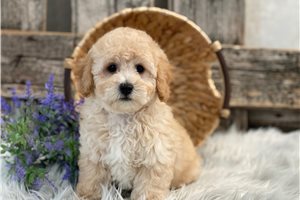 Giovanni - Bich-Poo - Bichpoo for sale