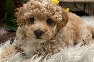 Tigger - puppy for sale