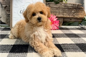 Flicka - Bich-Poo - Bichpoo for sale