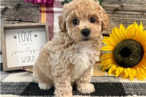 Flicka - Bich-Poo - Bichpoo for sale