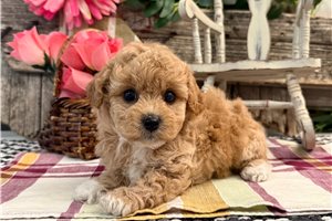 Ivie - Bich-Poo - Bichpoo for sale