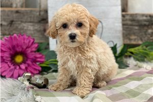 Penny - puppy for sale