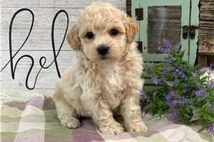 Puck - puppy for sale