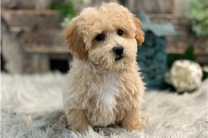 Vincent - puppy for sale