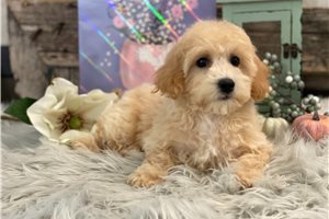 Peaches - puppy for sale