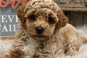 Taralynn - puppy for sale