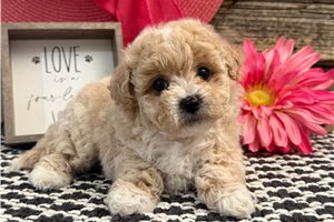 Izzy - puppy for sale