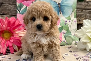 Isla - puppy for sale