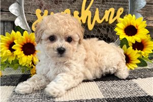 Dante - Bich-Poo - Bichpoo for sale