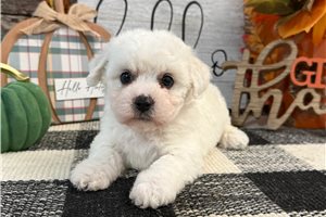 Glinda - puppy for sale