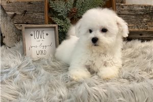 Matthew - Bichon Frise for sale