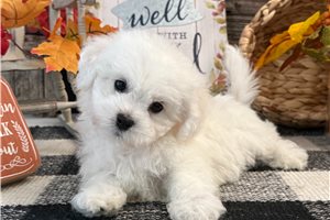 Grayson - Bichon Frise for sale