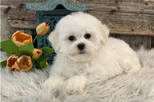 Graham - Bichon Frise for sale