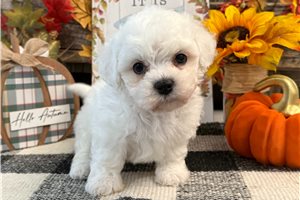 Wagner - Bichon Frise for sale