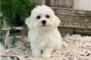 Grace - Bichon Frise for sale