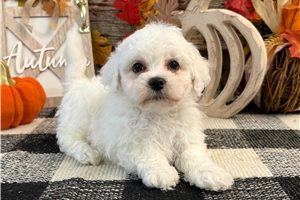 Wade - puppy for sale